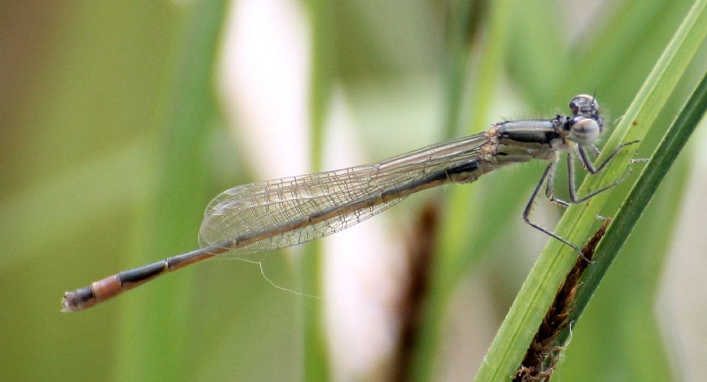 Ischnura elegans,  maschio giovane